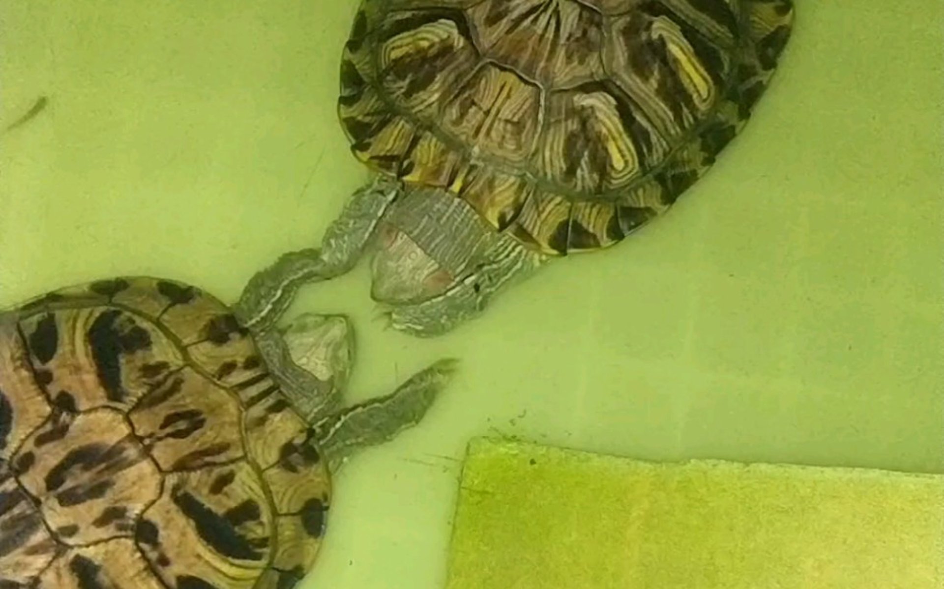 抖手科技